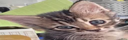 Mixed Breed cats for sale: Girl Bengal & Tabby !!!Pls Read description!!!  - Advert 10