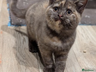 British Shorthair cats Large GCCF Pedigree BSH 2 boys and 2 girls left - Advert 18