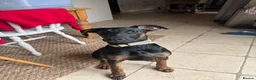 Mixed Breed dogs for sale: 5 month Doberman × Dutch Shepherd female available in Tetbury - Advert 3