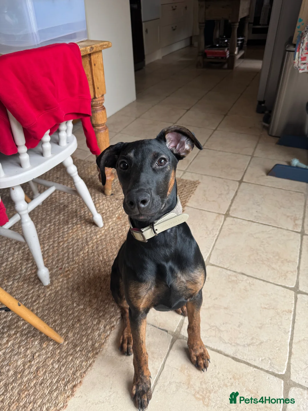 Mixed Breed dogs for sale: 5 month Doberman × Dutch Shepherd female available in Tetbury - Advert 3
