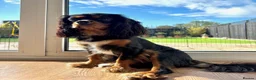 Cavalier King Charles Spaniel dogs for sale: 1-Year-Old Black & Tan Cavalier King Charles - Advert 10