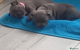 Staffordshire Bull Terrier dogs for sale: Lovely puppy  in Coventry - Image 11