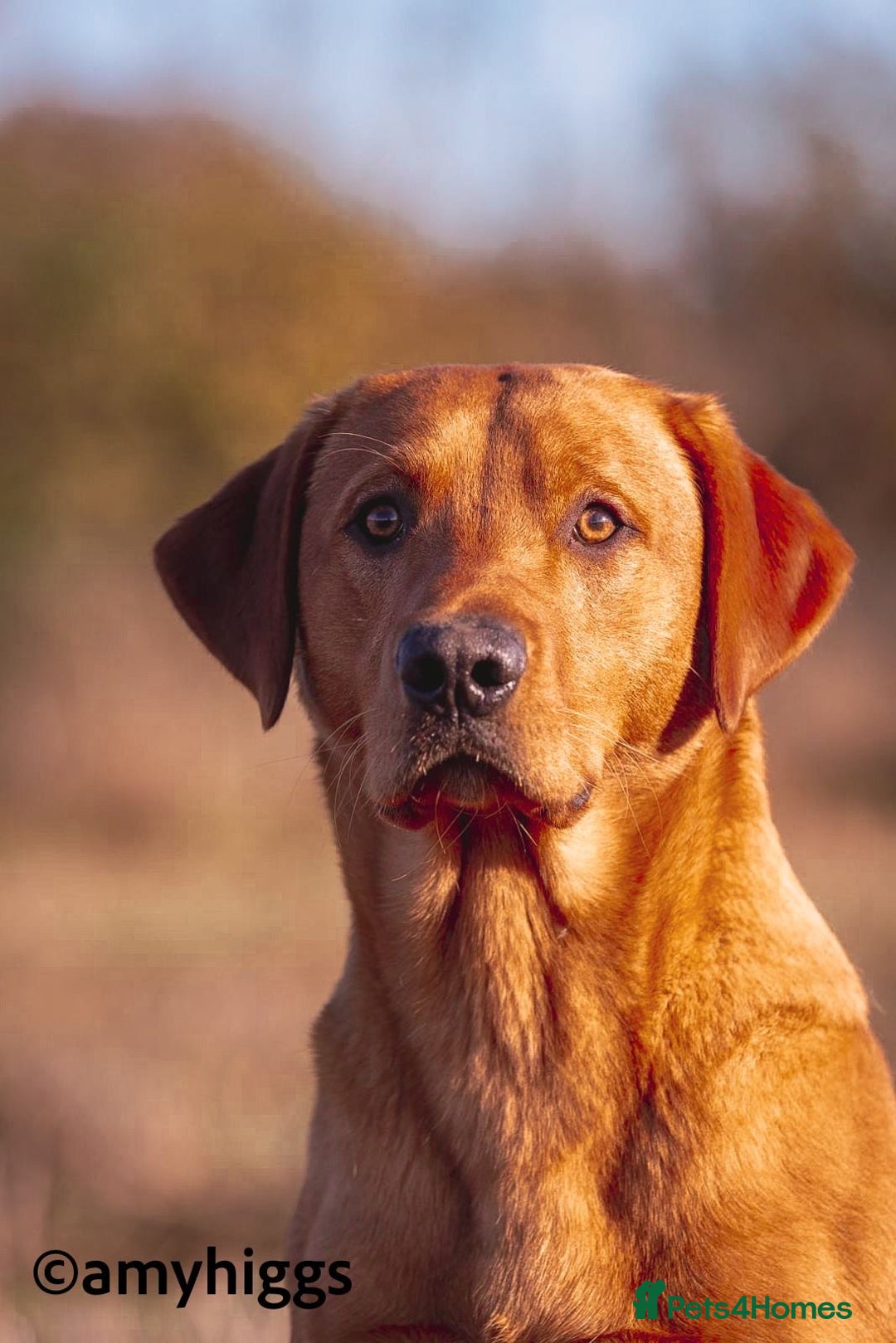 Labrador Retriever dogs for stud: At stud dark yellow /red Labrador  in St Albans - Advert 2