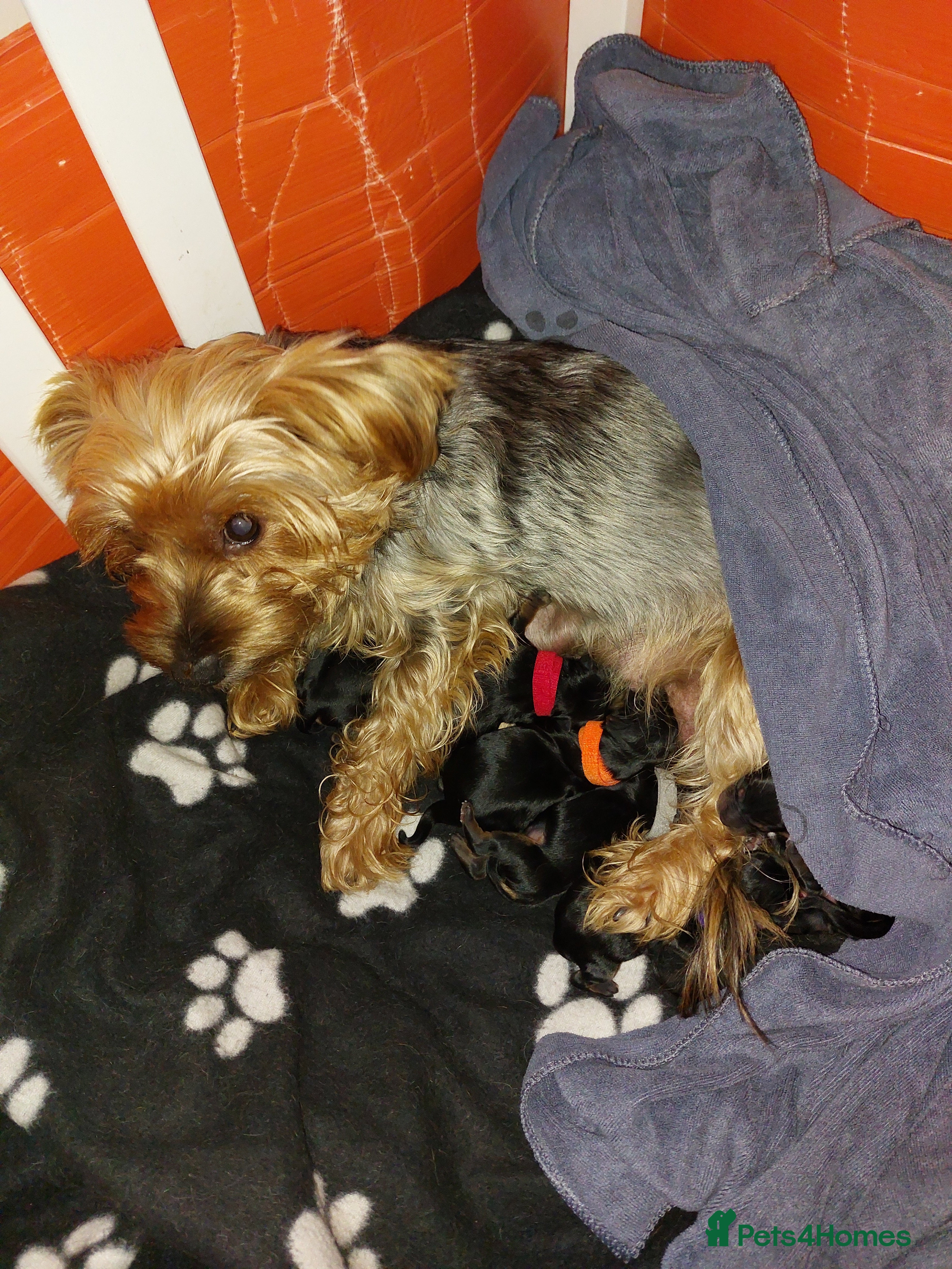 Yorkshire Terrier dogs Adorable 2 male of Yorkshire Terrier  - Advert 18