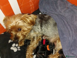 Yorkshire Terrier dogs - Advert 1