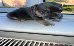 French Bulldog dogs for sale: French bulldogs - Image 10