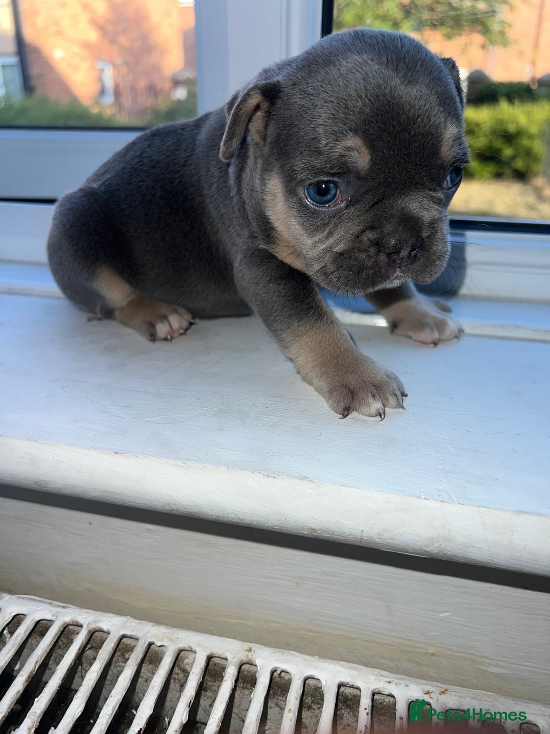 French Bulldog dogs for sale: French bulldogs - Image 10