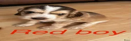 Cocker Spaniel dogs for sale: Cocker Spaniel Puppies  in Peterborough - Advert 3