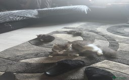 Norwegian Forest Cat cats for sale: Fluffy bundles of joy ready now  - Image 10