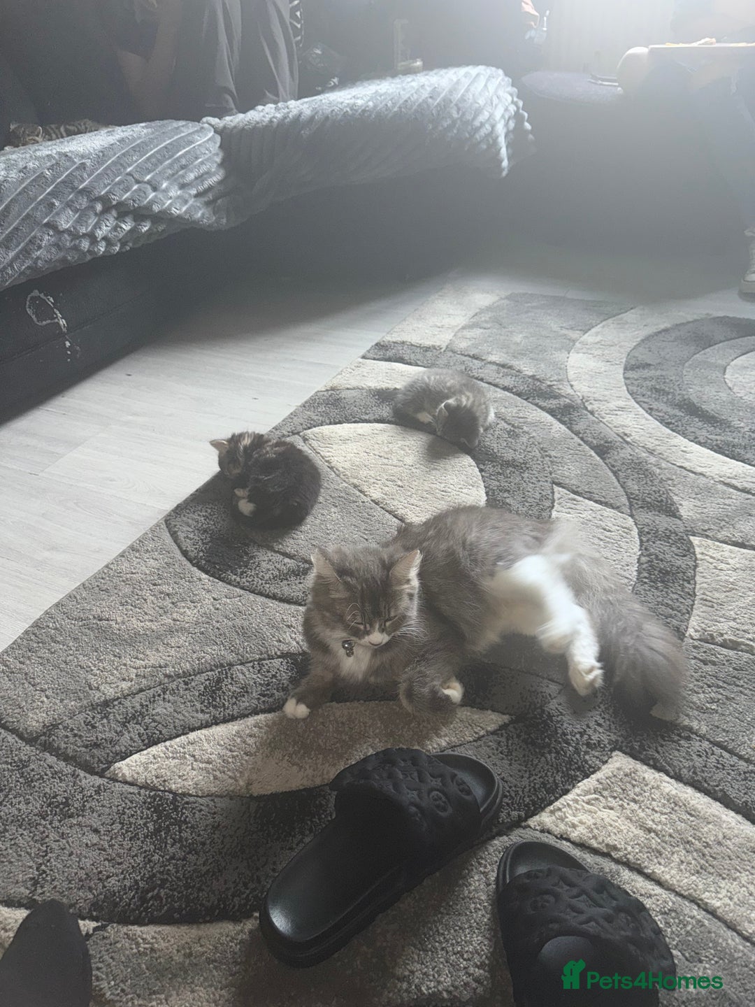 Norwegian Forest Cat cats for sale: Fluffy bundles of joy ready now  - Image 10