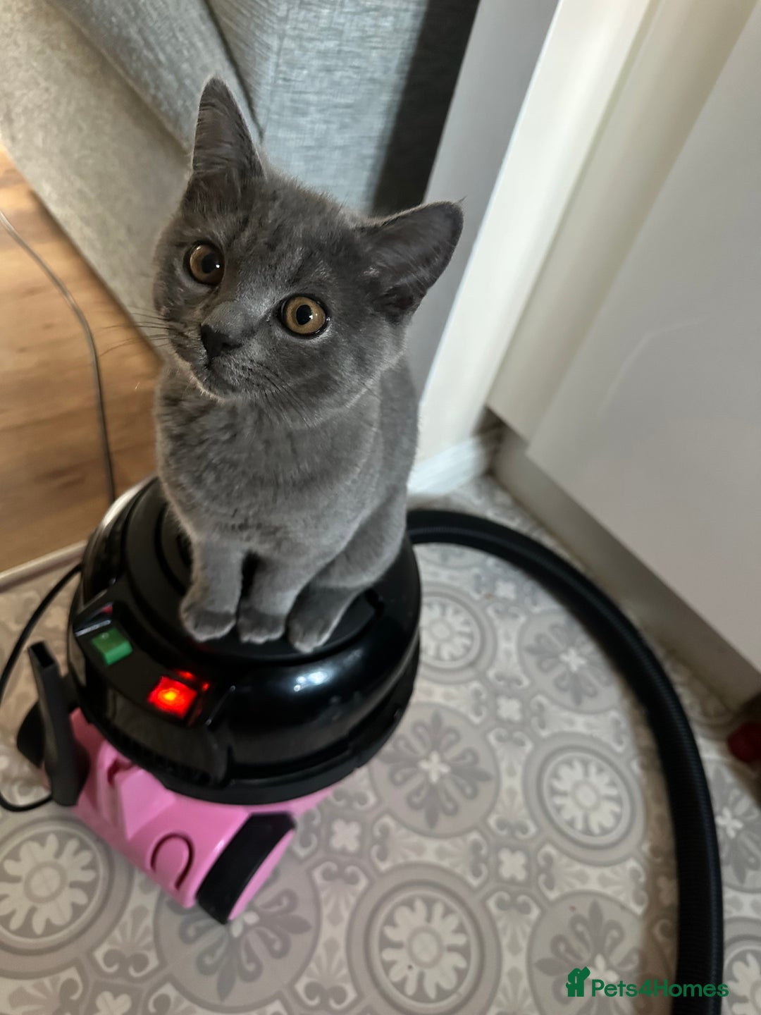 Scottish Fold cats for sale: Scottish straight boy  - Image 9