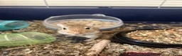 Gerbil rodents for sale: Pair or lady gerbils in Burton-on-Trent - Advert 4