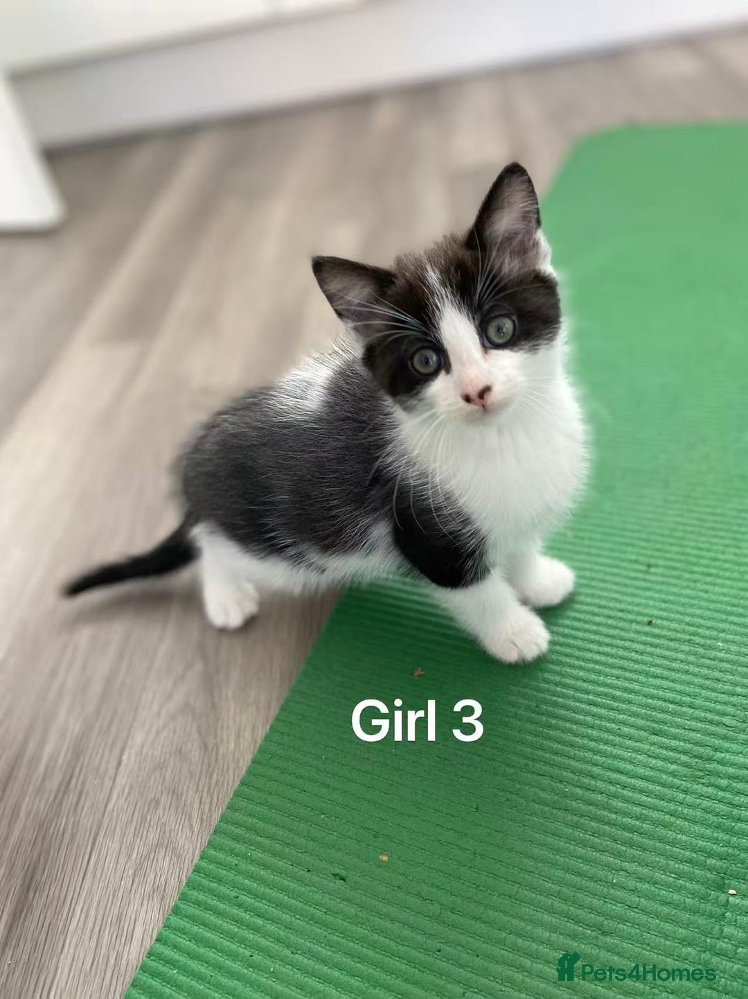 Mixed Breed cats for sale: Cute kittens and mom looking for a good home - Advert 20