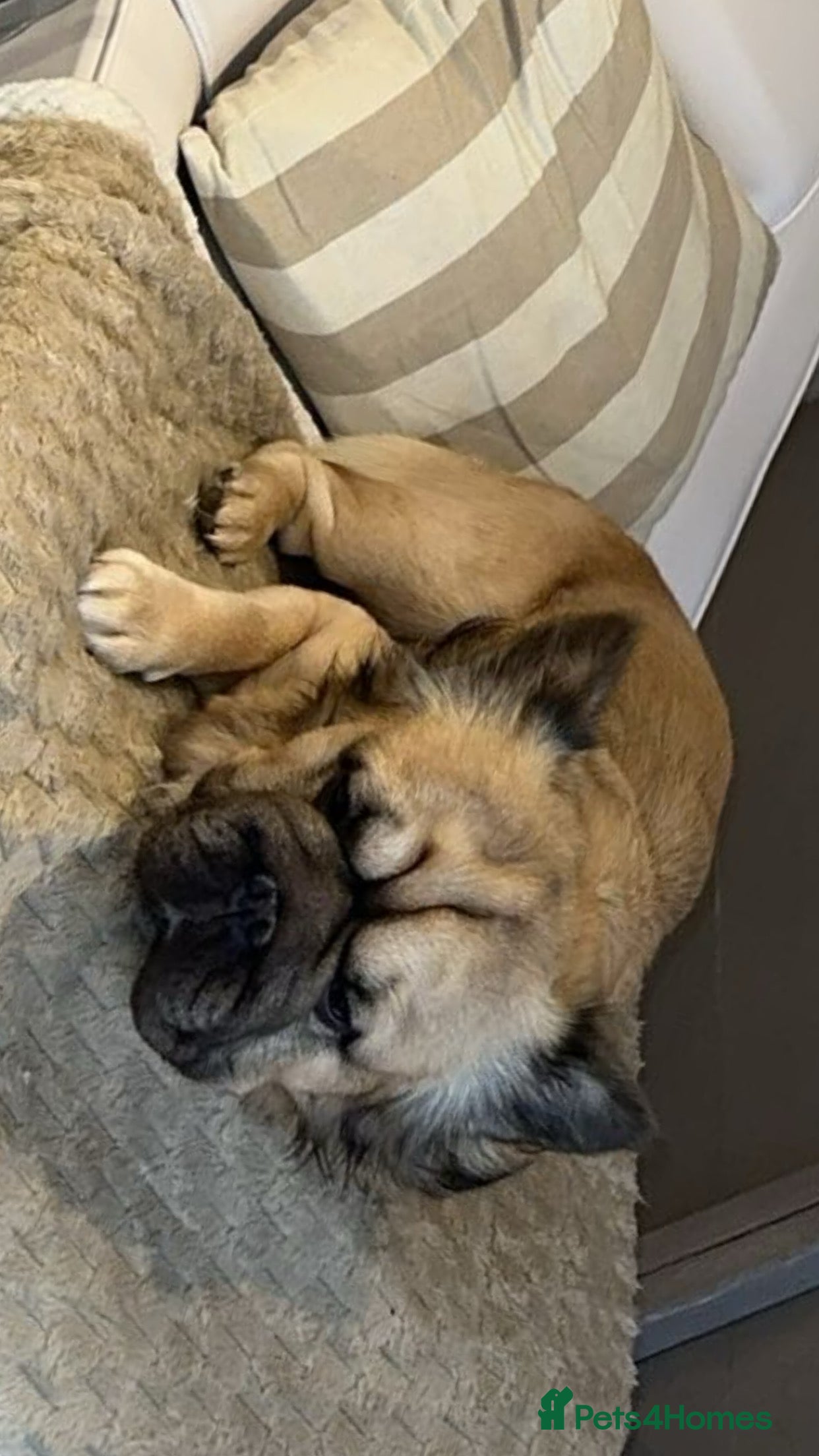 French Bulldog dogs Milo our fluffy big rope 🪢 - Advert 1