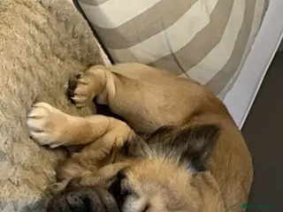 French Bulldog dogs Milo our fluffy frenchie🤎🖤 - Advert 2