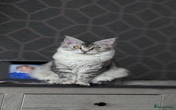 Maine Coon cats for sale: 1 beautiful Male kitten left - Image 11