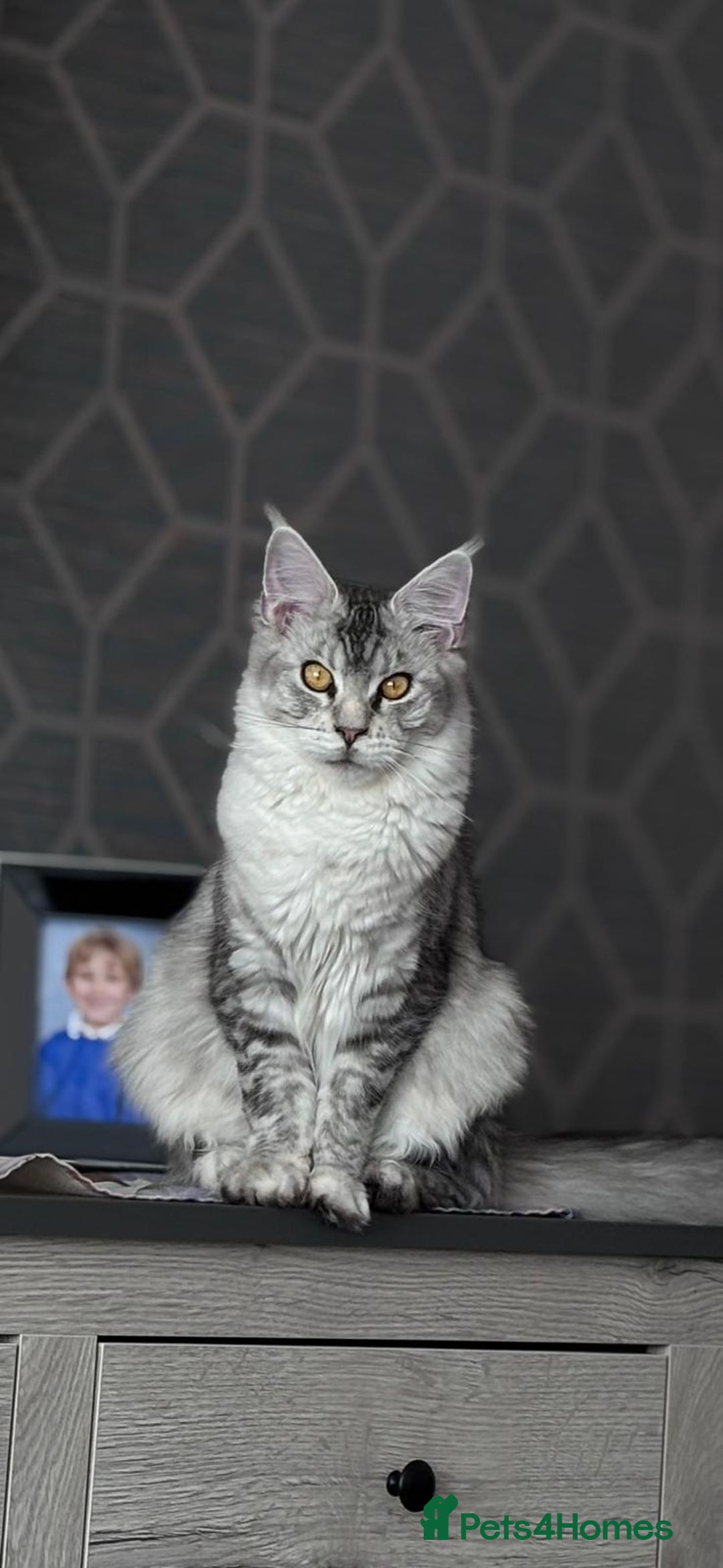 Maine Coon cats for sale: 1 beautiful Male kitten left - Image 11