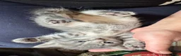 Mixed Breed cats for sale: Beautiful 🐈‍⬛ kittens x - Advert 25