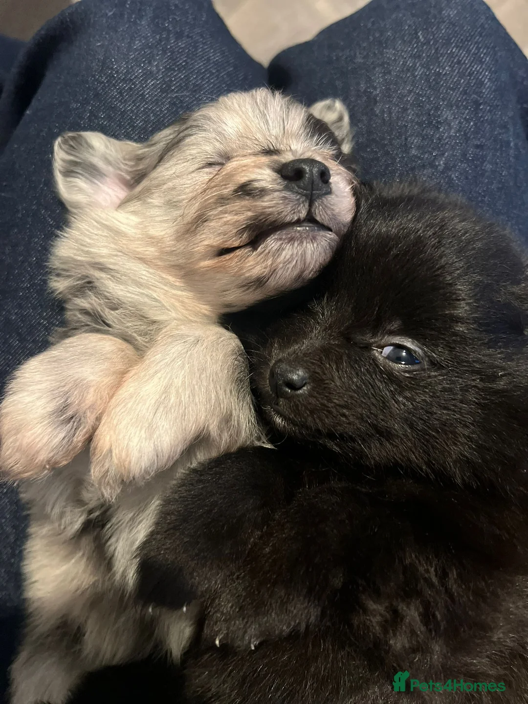 Pomapoo dogs for sale: ✨ Beautiful Pomapoo Puppies – 1,600 ✨ - Advert 6