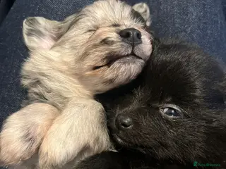 Pomapoo dogs ✨ Beautiful Pomapoo Puppies – 1,600 ✨ - Advert 7