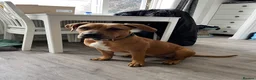 Mixed Breed dogs for sale: Ridgeback x Staffy - Advert 6