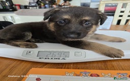 German Shepherd dogs for sale: German Shepard KC Reg Puppies in Scunthorpe - Image 33