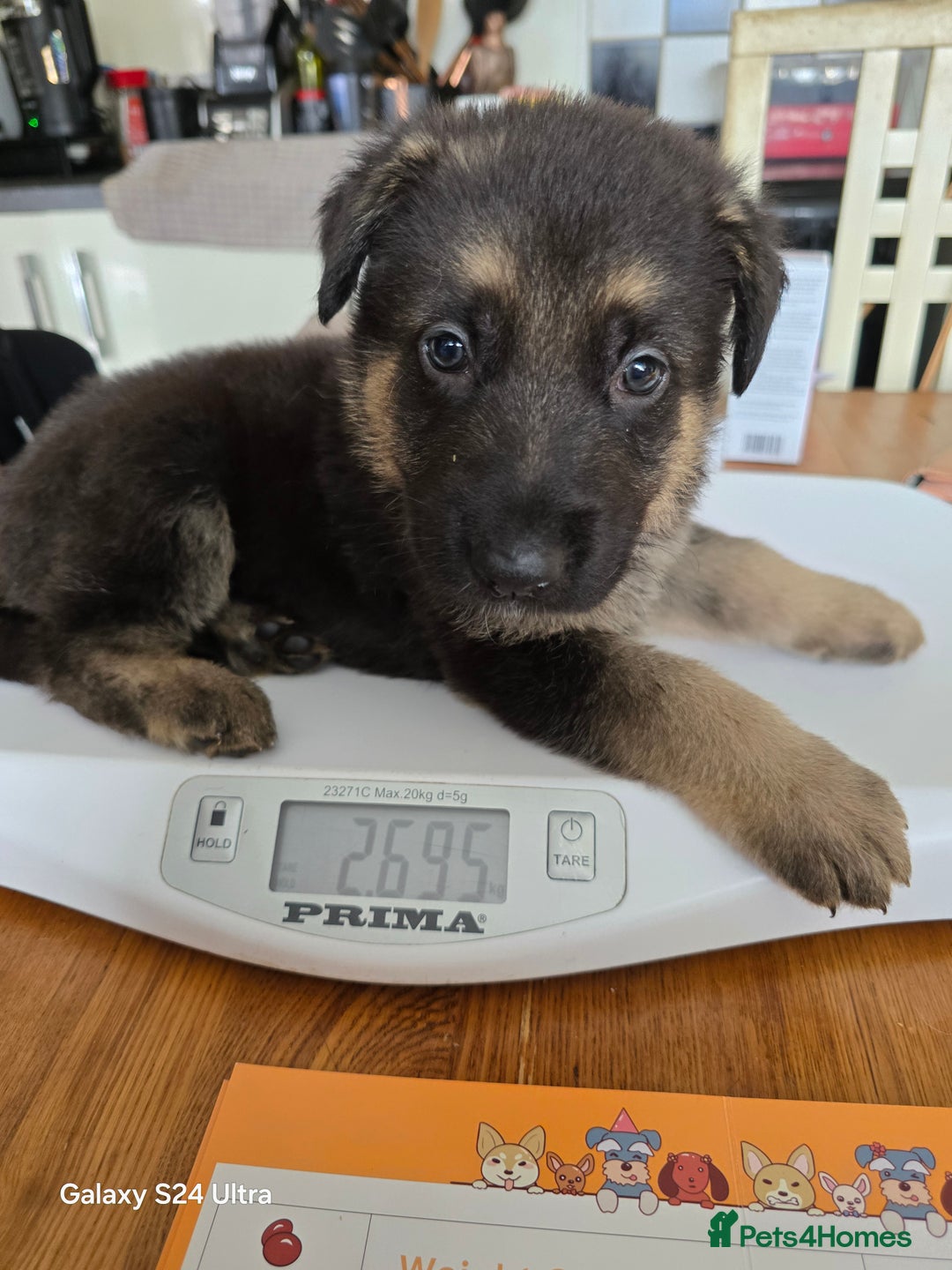 German Shepherd dogs for sale: German Shepard KC Reg Puppies in Scunthorpe - Image 33
