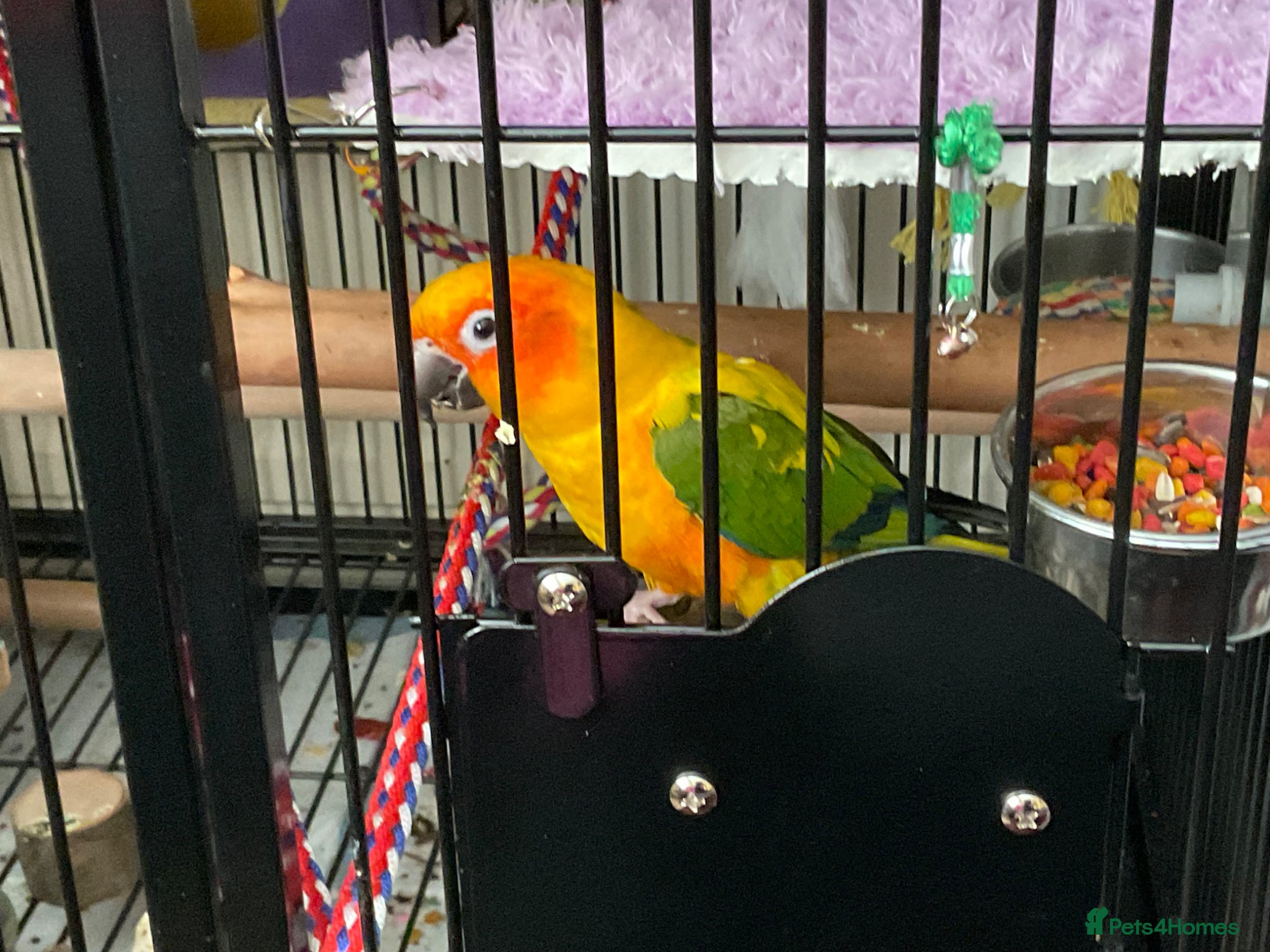 Conures birds Sun conure - Advert 1