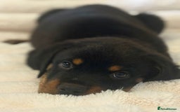Rottweiler dogs for sale: Male Rottweiler puppy  - Image 2