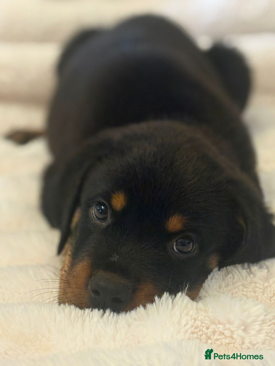 Rottweiler dogs for sale: Male Rottweiler puppy  - Image 2