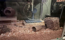 Hamster rodents for sale: Gorgeous male Syrian hamster named Mahogany…  - Image 4