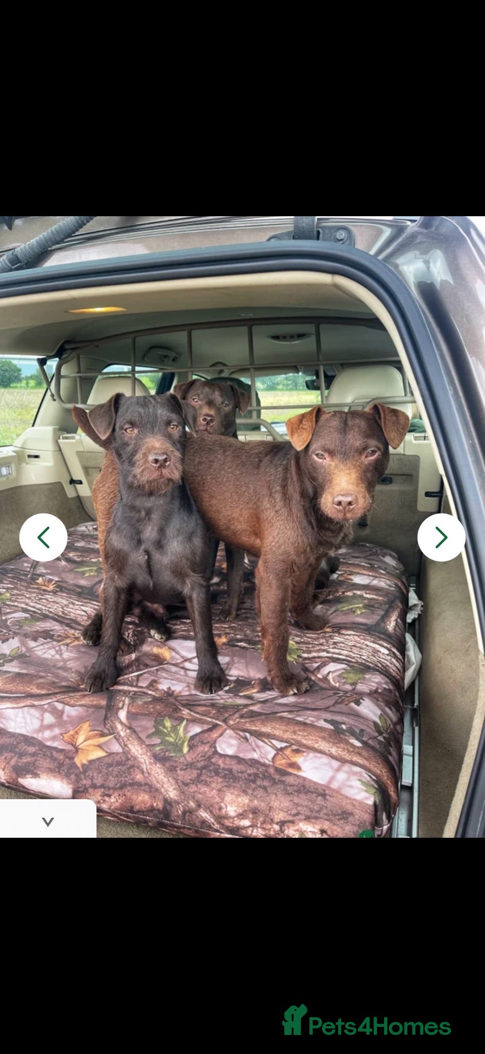 Patterdale Terrier dogs Beautiful Patterdale 1/4 Lakeland puppies  - Advert 2