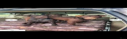 Patterdale Terrier dogs for sale: Beautiful Patterdale 1/4 Lakeland puppies  in Doncaster - Advert 2