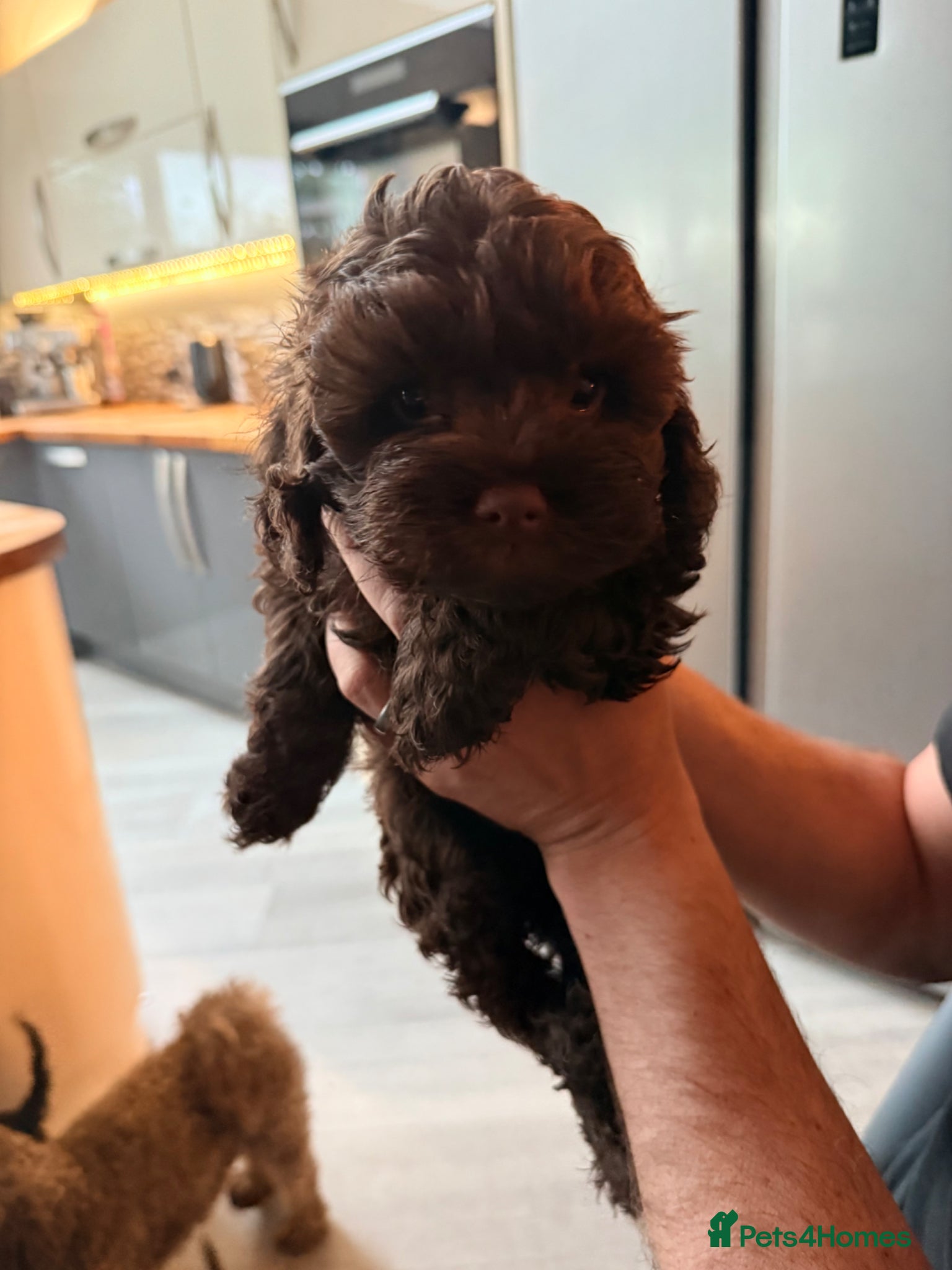 Mixed Breed dogs for sale:  Ready to go Cavapoo/Cockapoo pups £1550 OVNO  - Advert 21
