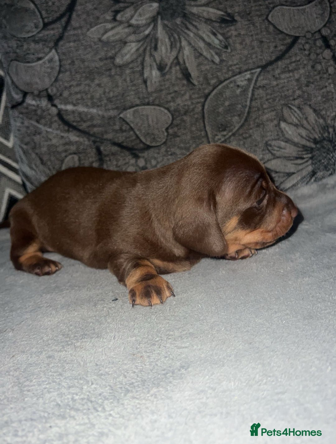Miniature Dachshund dogs for sale: Mini dauchunds puppies - Advert 8