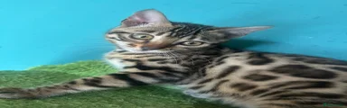 Bengal Kitten 2
