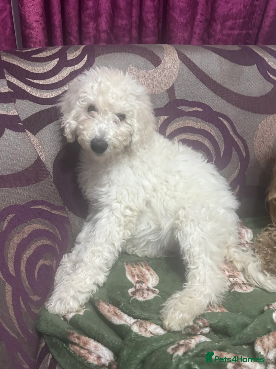 Goldendoodle dogs for sale: Golden doodle F1B stunning puppies  - Advert 36