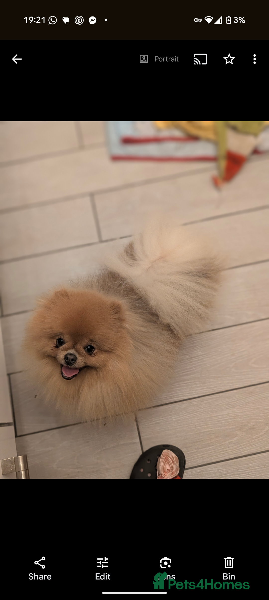Pomeranian dogs for sale: Male Pomeranian  - Image 2