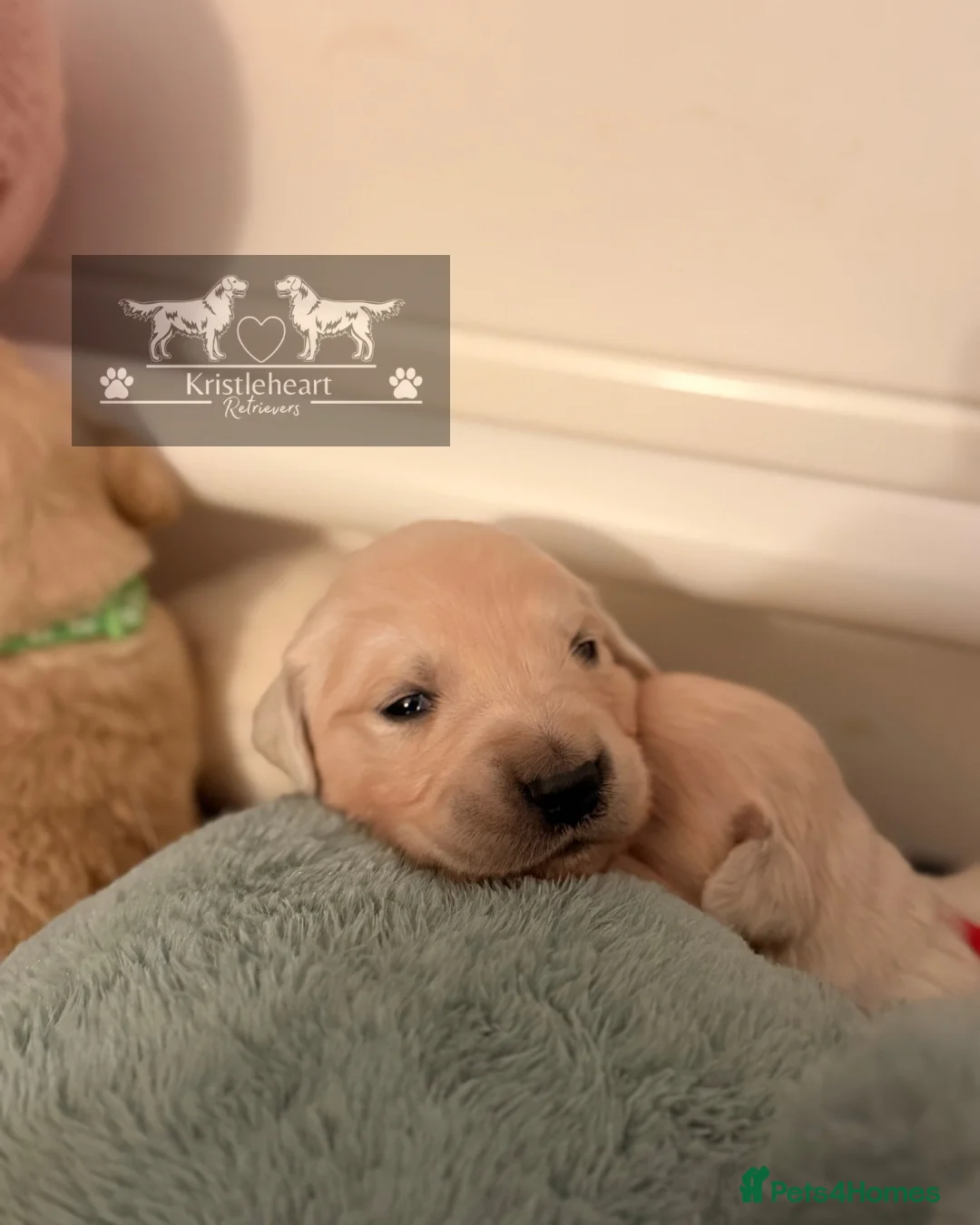 Golden Retriever dogs for sale: KC HEALTH TESTED PUPS *1 boy remaining* - Advert 6