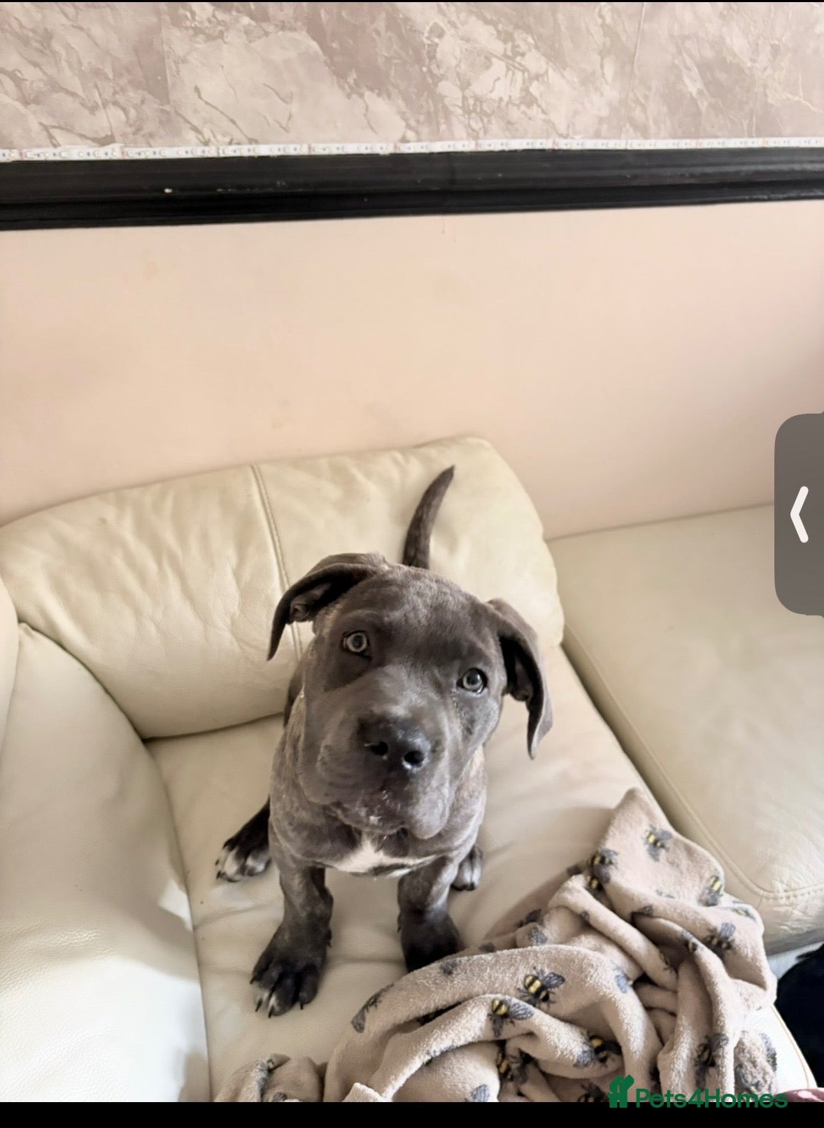 Cane Corso dogs Blue brindle cane corso - Advert 15