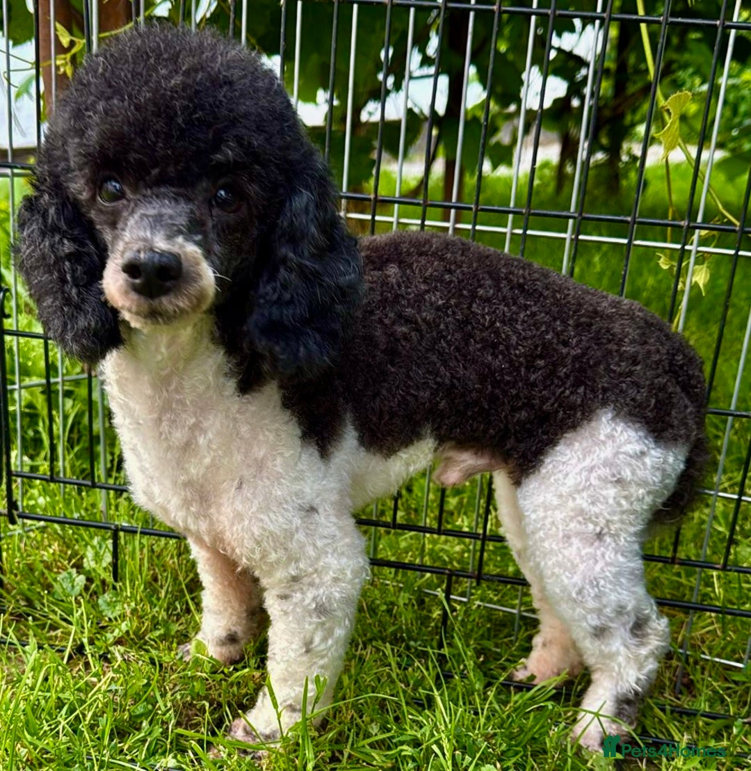 Poodle dogs for adoption: Zorro and Oreo: Two Little Souls Abandoned to Die - Image 7