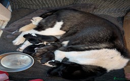 Akita dogs for sale: Akita Puppies - Advert 17