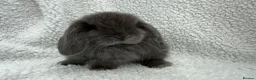 Mini Lop rabbits for sale: Last 2 plush lops available to reserve - Advert 22