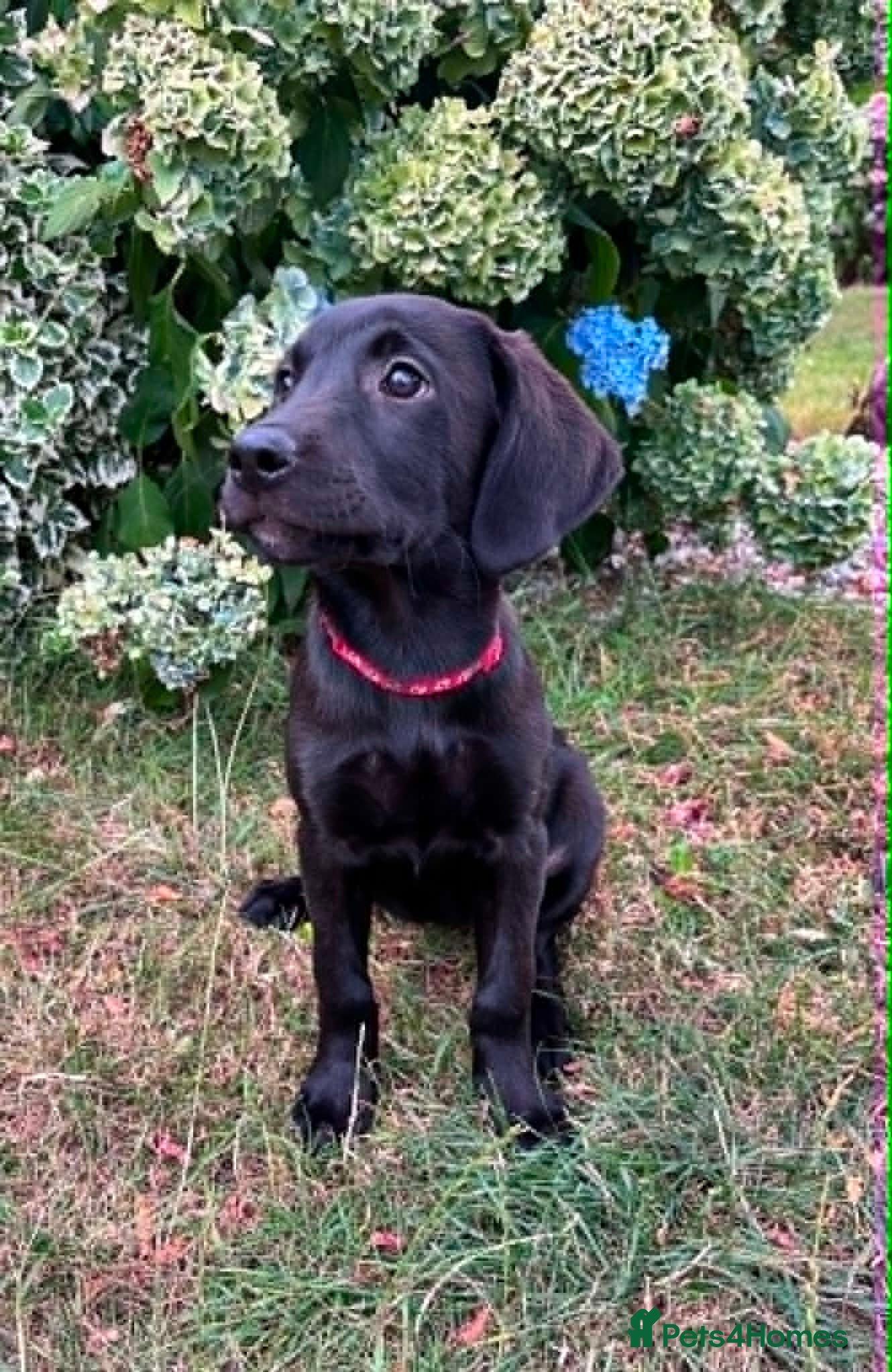 Labrador Retriever dogs KC Reg Puppies, FTCH Bred with versatility in mind - Advert 2