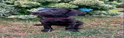 Labrador Retriever dogs for sale: KC Reg Puppies, FTCH Bred with versatility in mind - Advert 2