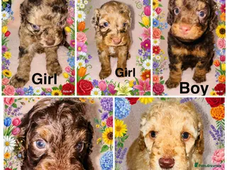 Cockapoo dogs DNA TESTED, Beautiful Cockapoos, Ready 6th May - Advert 7