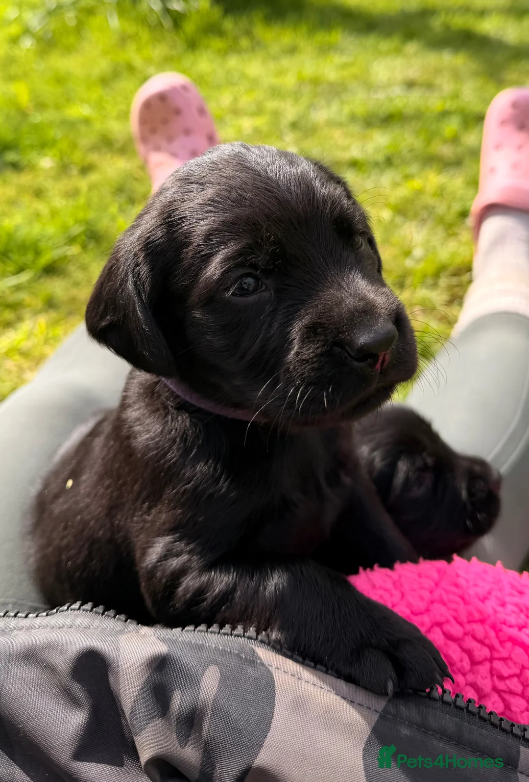 Cockerdor dogs for sale: 7 lovely cockerdor puppies  in Lostwithiel - Advert 2