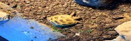 Tortoise reptiles for sale: Tortoise for sale - Advert 3