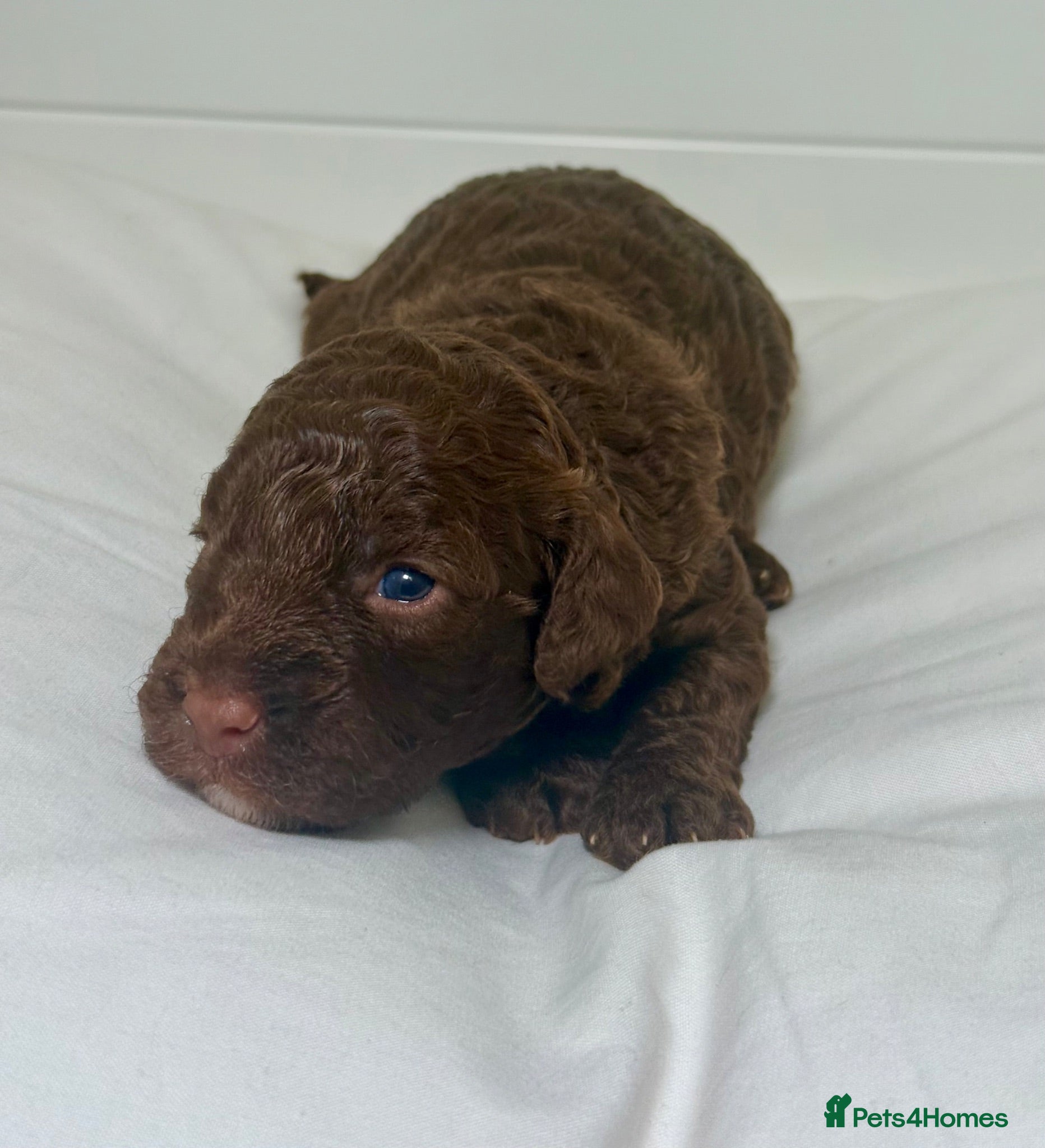 Labradoodle dogs 🐾 Health Tested F1B Mini Labradoodle Puppies 🐾 - Advert 2