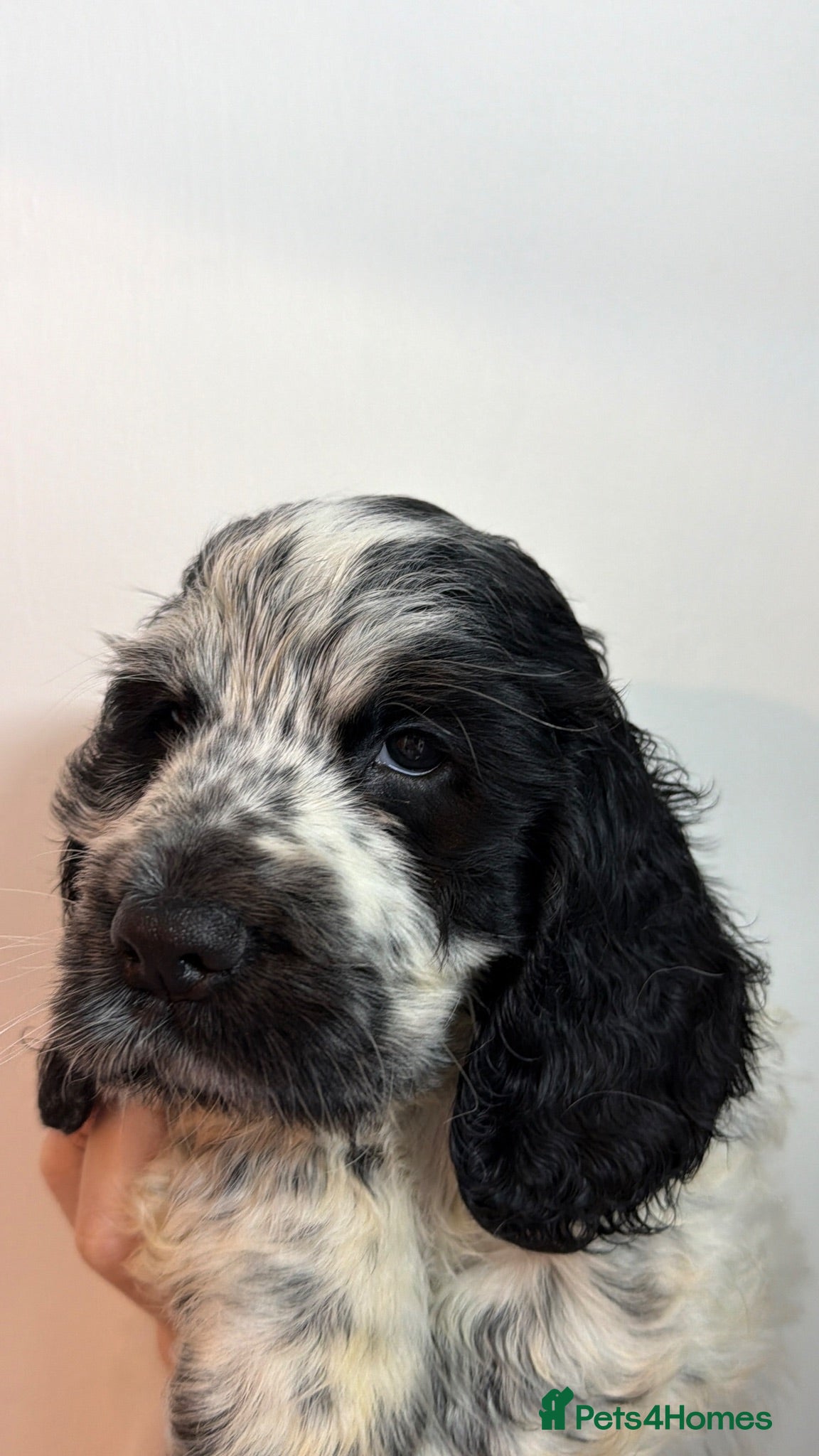 Cocker Spaniel dogs Blueroan boy ready in 2 weeks  - Advert 3